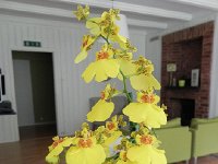 DSCN3682  more orchids