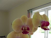 DSCN3683  more orchids