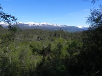 DSCN3698  Climbing through the forest