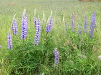 DSCN3784  Flora still the same