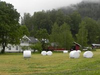 DSCN3793  grass silage