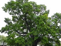 DSCN3826  Why did I take this? An oak perhaps?