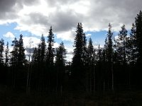 20150606 095555  Brilliant sky and dark forest