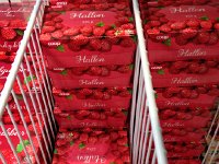 IMG 1432  Raspberries