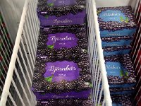 IMG 1433  Blackberries