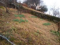 20150304 081722  March 4 - I first noticed the daffodils on the way to the station