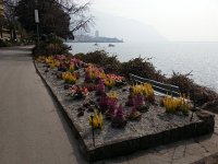 20150314 124441  Gardens along the lake edge