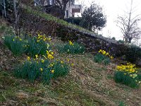 20150320 074313  March 20 - Daffodils start to bloom