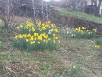 20150325 073931  March 25 -Daffodils in full bloom