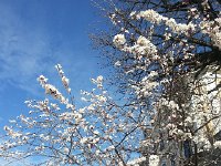 20150328 100445  March 28 - ornamental cherry next to spiral staircase