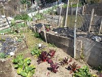 20150328 104358  Exposing the over-wintering plants to sun and rain