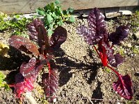 20150328 104406  Vigorous looking chard