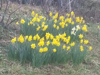 Daffodils  Daffodils