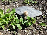 20150502 110858  The enemy swaggering through the garden