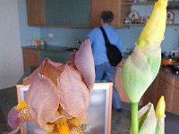 20150502 172646  Iris season is upon us