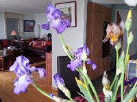 20150502 172656  and the apartment wlll be full of irises this month.