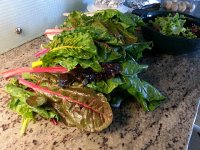 20150503 120733  Chard from the garden.