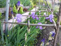 20150509 091249  May 9 Irisis in the garden