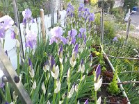 20150509 091330  above the lettuce