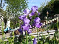 20150509 095530  Purple ones