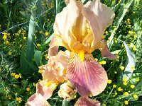 20150509 095555  Pinkish-brown ones