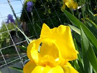 20150509 095644  Yellow ones