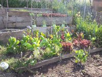 20150509 095854  The overwintered chard patch produces