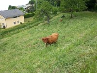 20150514 171623  Highland coo