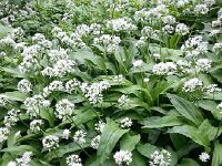 20150514 173646  Bear garlic