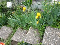 20150516 121829  Documentting the location of novel irises