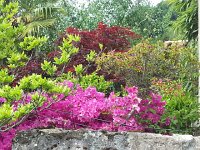 20150516 150103  16 May garden in Sonzier