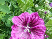 20150517 130915  Even the weeds are beautiful