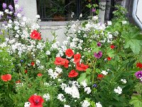 20150517 130927  Do you think that this is planted or volunteer?