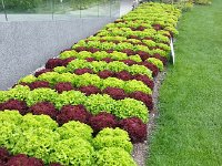 20150517 131101  It is at once decorative  and a huge amount of salad to eat!