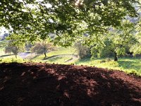 20150517 201338  Beneath the canopy