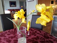 20150519 184246  A curvy iris