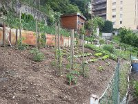 20150523 104354  The neighbor&#39;s garden