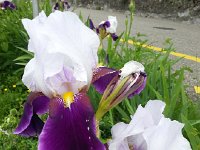 20150523 122346  Coveting thy neighbor&#39;s irises