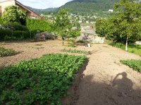 20150523 191105  Garden plot in perpetuity behind David&#39;s house