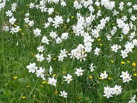 20150525 142621  Narcissus