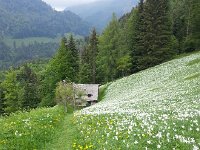 20150525 145827  mid-slope chalet