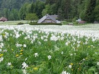 20150525 145943  Flowers