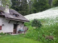 20150525 150136  Behind the chalet there are more.