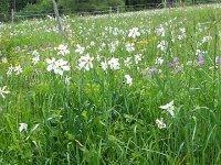 20150530 112652  Narcissus