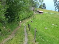 20150530 112737  Beautiful cows!