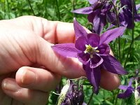 20150530 114844  Colombine