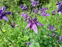 20150530 114924  Colombines along the road