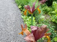 20150530 121220  Irises