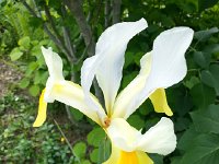 20150530 121226  Strange cultivars