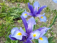 20150530 121244  Maybe not exactly irises